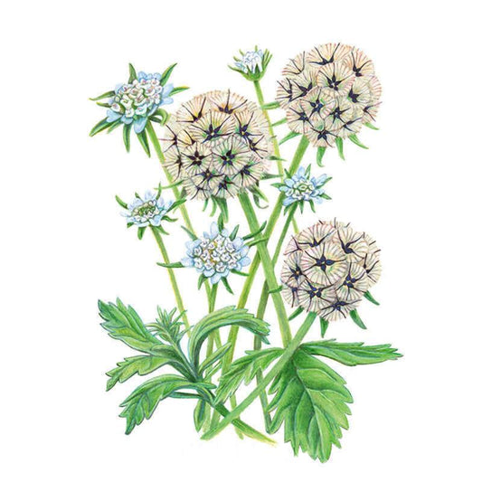 Botanical illustration of Starflower Scabiosa showing both pale blue pincushion-shaped blooms and larger star-like seed heads with dark spiky centres, set on tall green stems above lobed, toothed leaves against a white background.