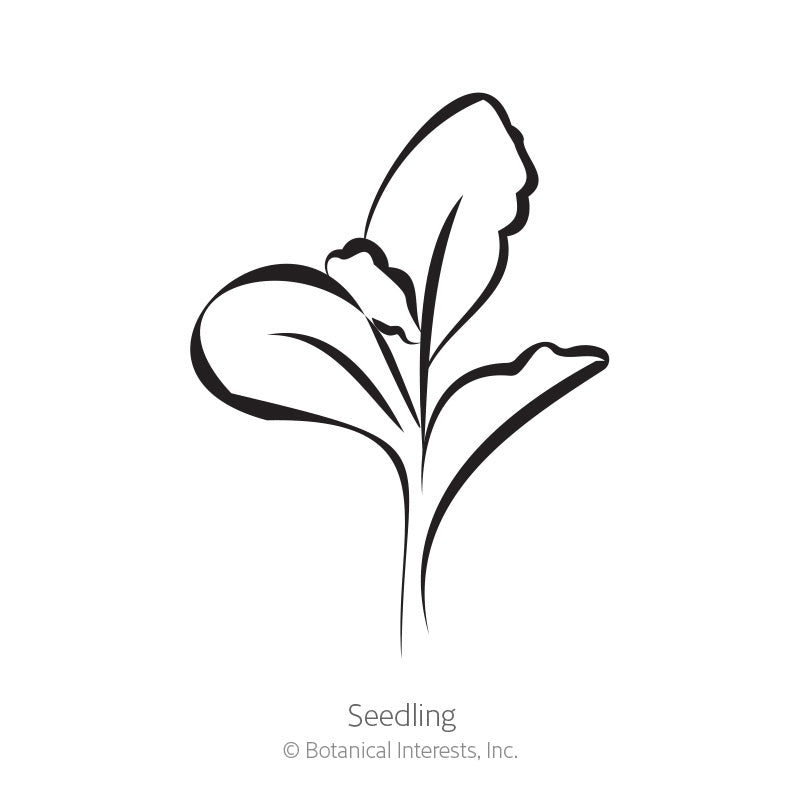 Simple black-and-white line drawing of a young seedling with two rounded leaves and a third emerging leaf, labeled "Seedling" beneath it.