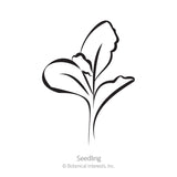 Simple black-and-white line drawing of a young seedling with two rounded leaves and a third emerging leaf, labeled 