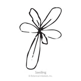 Simple black-and-white line drawing of a young seedling with six elongated petal-like leaves radiating from a central point, labeled 