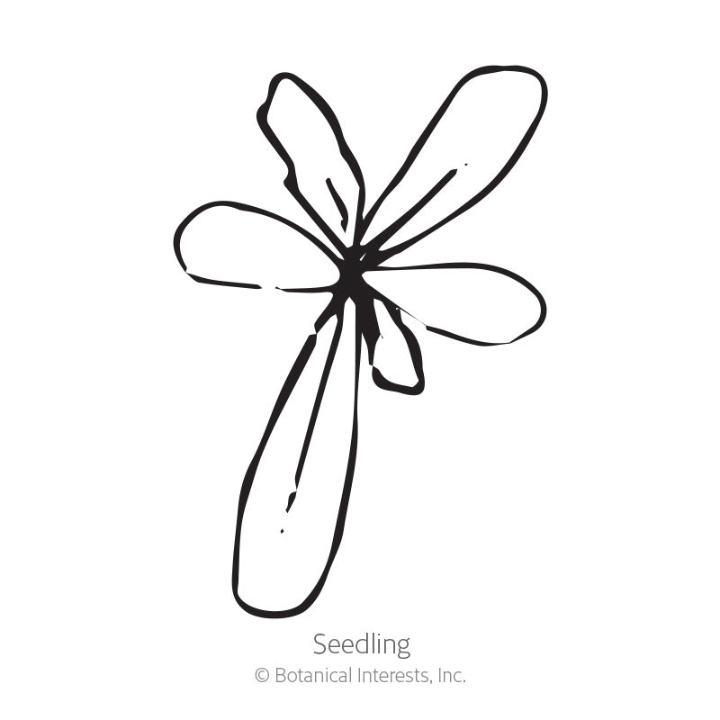 Simple black-and-white line drawing of a young seedling with six elongated petal-like leaves radiating from a central point, labeled 