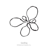 Simple black line drawing of a young petunia seedling with four rounded cotyledon leaves radiating from a central stem, labeled 