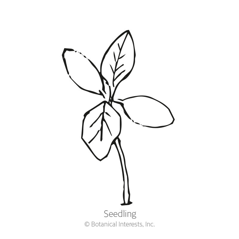 Line drawing of an amaranth seedling with four broad seed leaves on a slender stem, labeled "Seedling" beneath the illustration.