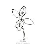 Line drawing of an amaranth seedling with four broad seed leaves on a slender stem, labeled 