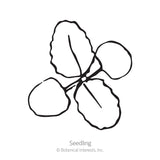 Line drawing of a young seedling with two rounded seed leaves and two textured true leaves branching from a central stem, labeled 