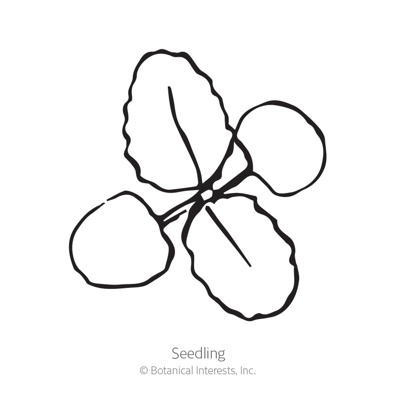 Line drawing of a young seedling with two rounded seed leaves and two textured true leaves branching from a central stem, labeled 