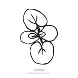 Line drawing of a young tweedia seedling with four rounded cotyledon leaves branching from a central stem, labeled 