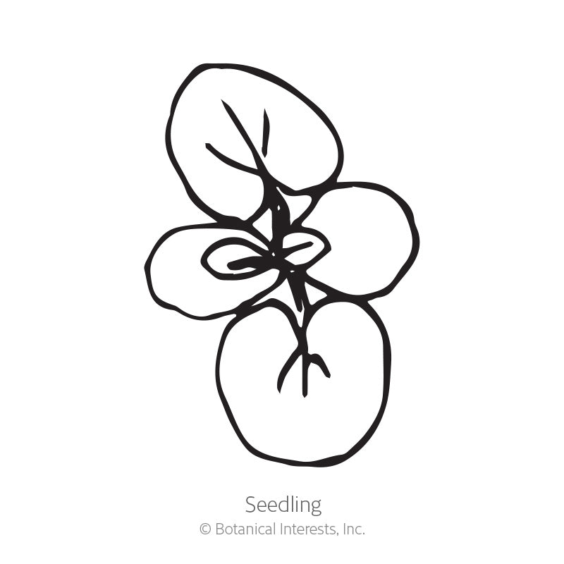 Line drawing of a young tweedia seedling with four rounded cotyledon leaves branching from a central stem, labeled 