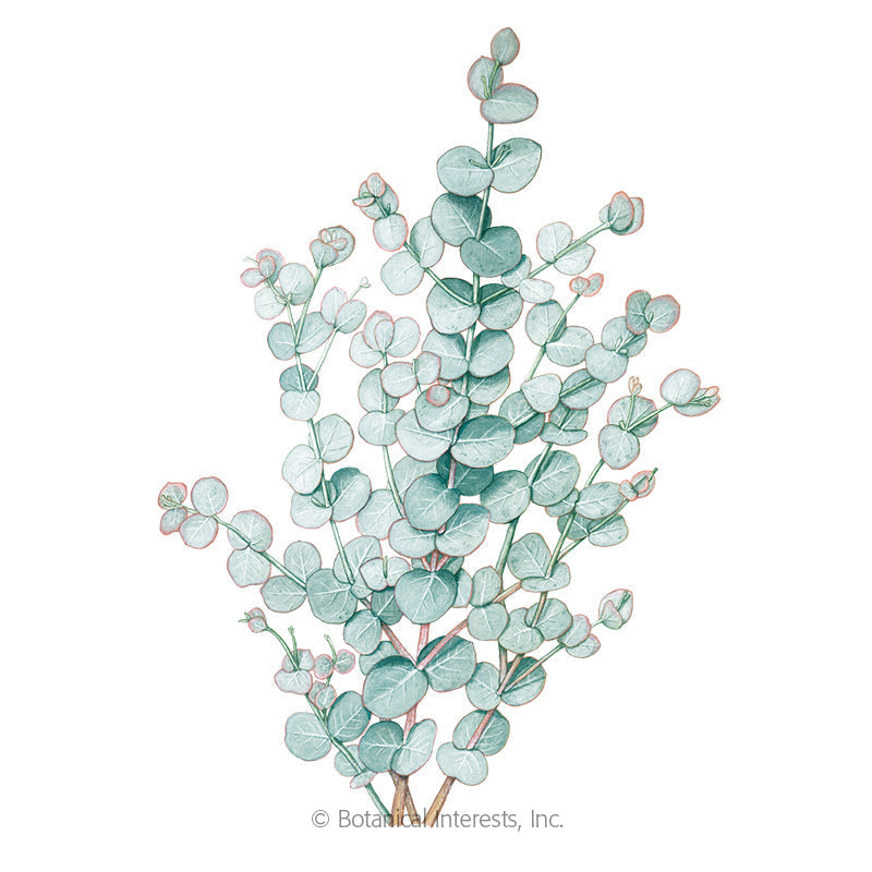 Illustration of multi-branched stems with rounded, frosty green leaves for Eucalyptus Silver Drop Seeds on a plain white background.