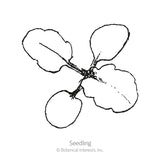 Line drawing of a viola seedling viewed from above, showing four rounded, slightly scalloped leaves radiating from a central stem, labeled 
