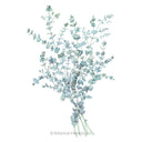 Botanical illustration of Baby Blue eucalyptus, showing several slender stems with small rounded, silvery-blue-green leaves gathered into a loose bundle against a white background.