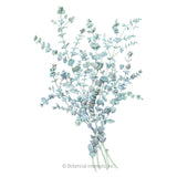 Botanical illustration of Baby Blue eucalyptus, showing several slender stems with small rounded, silvery-blue-green leaves gathered into a loose bundle against a white background.
