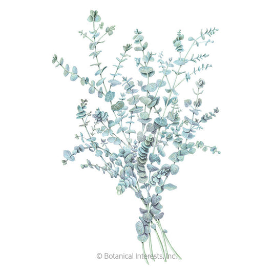 Botanical illustration of Baby Blue eucalyptus, showing several slender stems with small rounded, silvery-blue-green leaves gathered into a loose bundle against a white background.