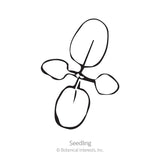 Simple black-and-white line illustration of a young seedling with four rounded oval leaves branching from a central stem, labeled 
