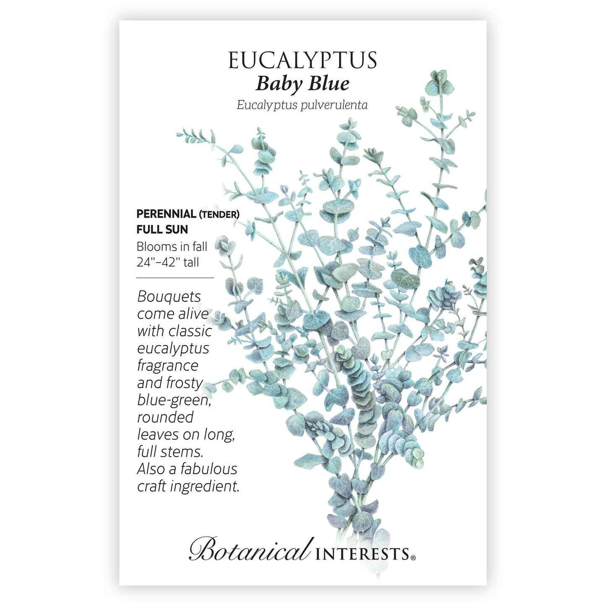 Seed packet for Baby Blue Eucalyptus (Eucalyptus pulverulenta) illustrated with frosty blue-green rounded leaves on long stems, labelled as a tender perennial for full sun that blooms in fall and grows 24 to 42 inches tall, with text describing its fragrant foliage as ideal for bouquets and crafts.