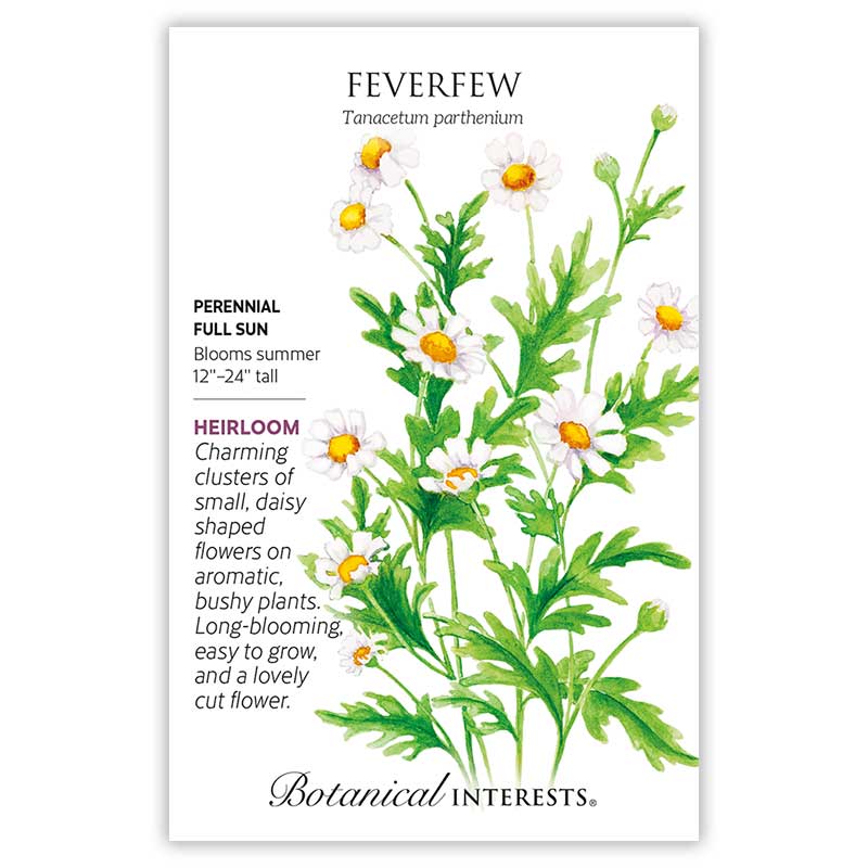 Front of an organic Botanical Interests seed packet for Feverfew Seeds with botanical information and illustrations of small white, daisy-like flowers with yellow centers and green leaves.