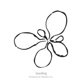 Simple black line illustration of a young seedling with rounded seed leaves radiating from a central stem, labeled 