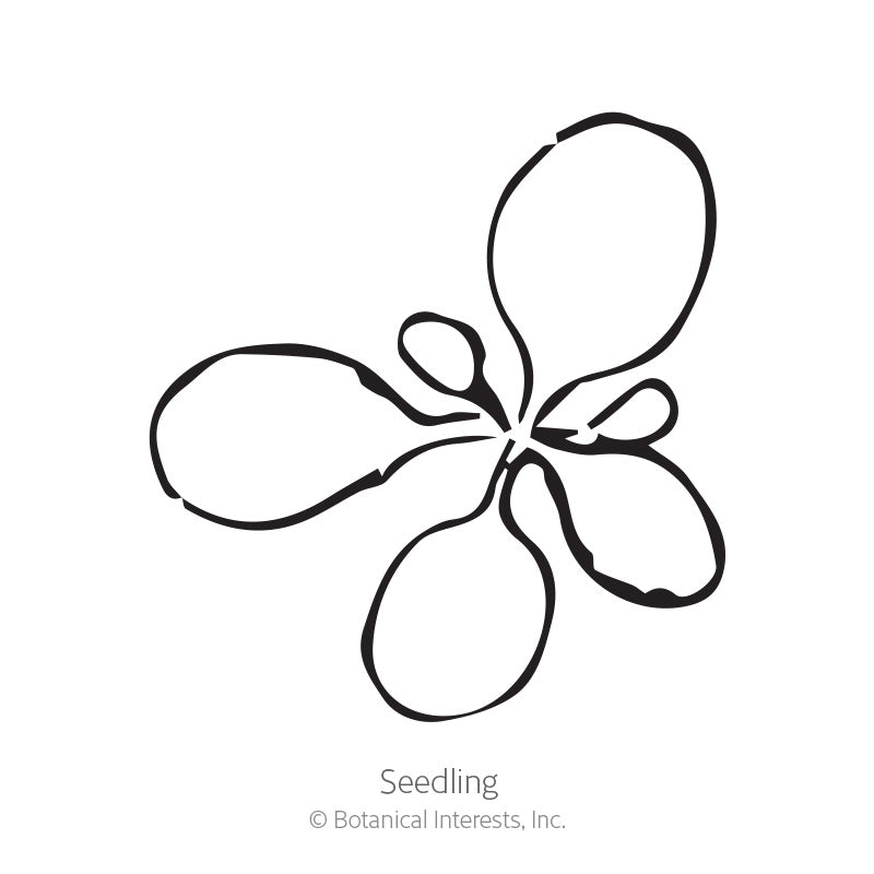 Simple black-and-white line drawing illustrating a young seedling with four rounded leaf lobes radiating from a central point, labeled 