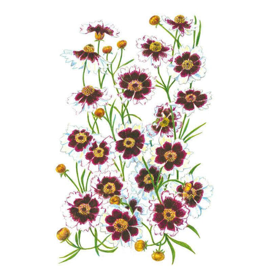 Botanical illustration of Coreopsis Incredible Swirl showing multiple daisy-like blooms with white petals edged in wine-red and burgundy centring on golden-yellow discs, alongside unopened yellow buds on slender green stems against a white background.