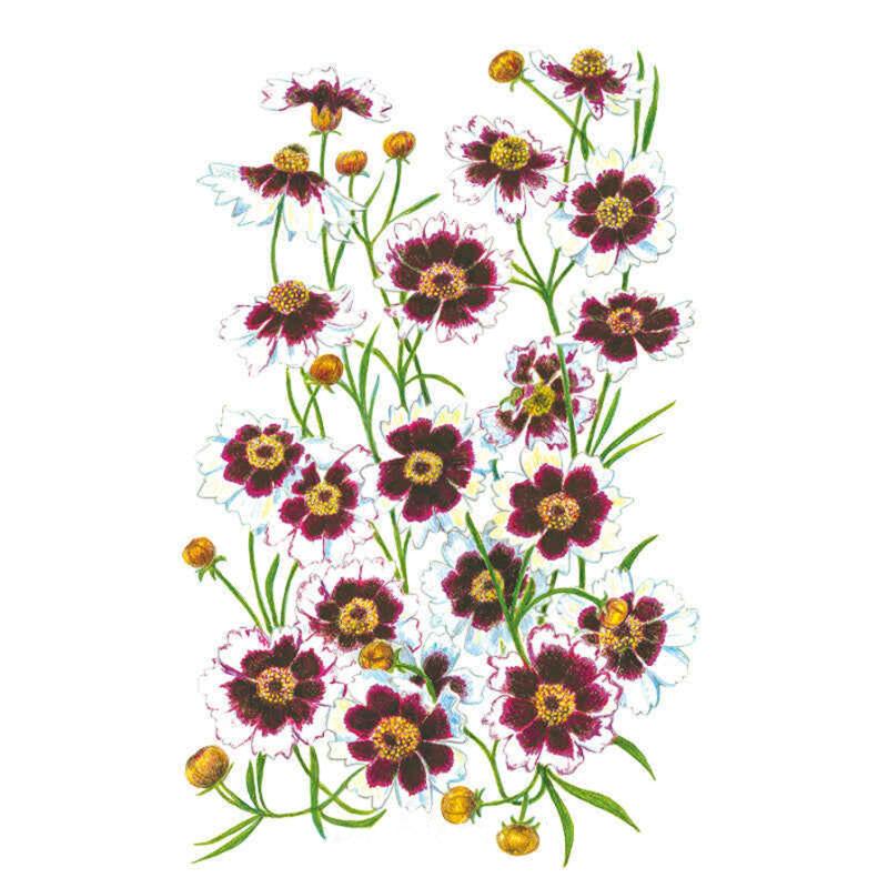 Botanical illustration of Coreopsis Incredible Swirl showing multiple daisy-like blooms with white petals edged in wine-red and burgundy centring on golden-yellow discs, alongside unopened yellow buds on slender green stems against a white background.