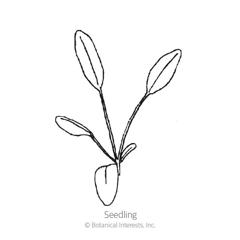 Line drawing of a young coreopsis seedling with four narrow, elongated leaves branching from a slender central stem, labeled "Seedling" beneath the illustration.