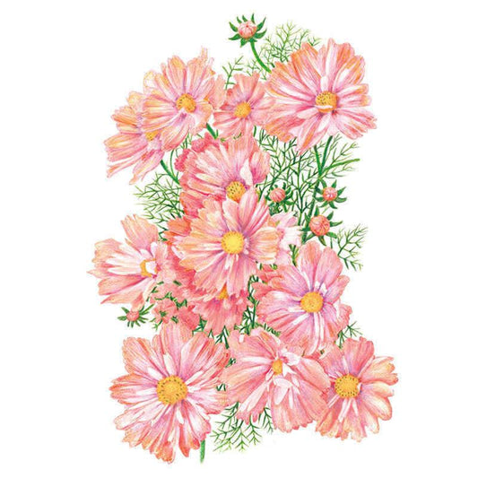 Botanical illustration of Apricotta cosmos showing a cluster of open peachy-pink daisy-like blooms with yellow centres, unopened buds, and delicate feathery green foliage against a white background.