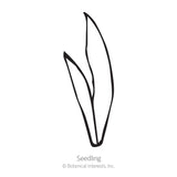 Simple black line drawing of a young blackberry lily seedling with two narrow, pointed grass-like leaves, labeled 