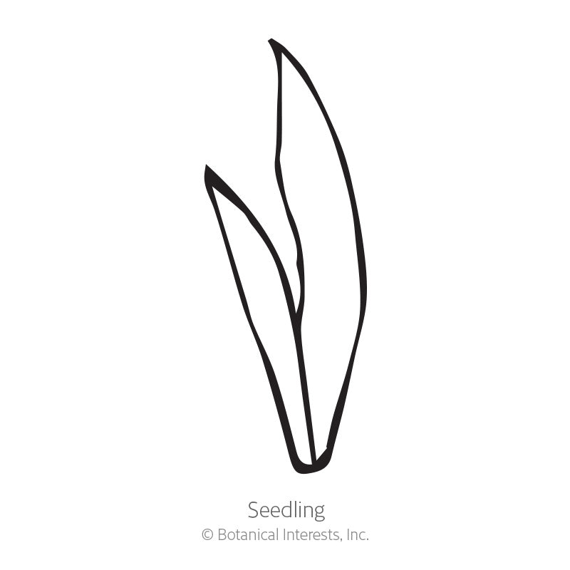 Simple black line drawing of a young blackberry lily seedling with two narrow, pointed grass-like leaves, labeled 