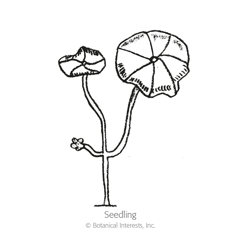 Line drawing of a nasturtium seedling labeled "Seedling," showing a single stem with two round, umbrella-like cotyledon leaves on curved stalks and a small emerging root system below.