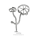 Line drawing of a nasturtium seedling labeled 