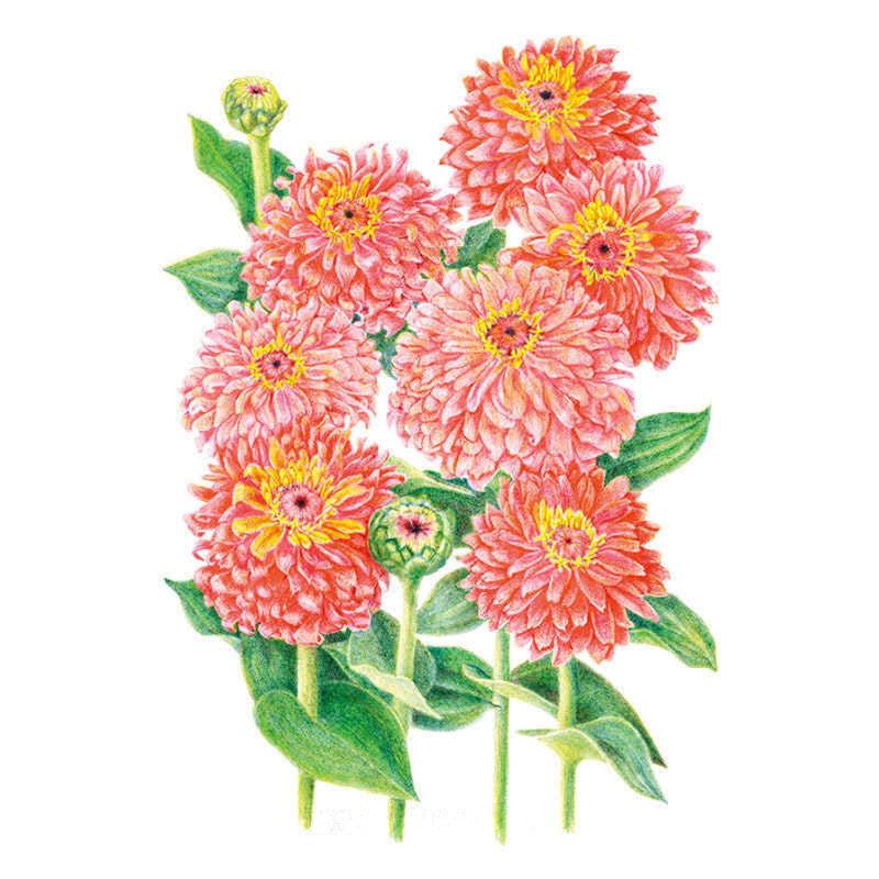 Botanical illustration of Senora zinnia showing several fully double, salmon-pink blooms with golden centres on leafy green stems, alongside two unopened rounded flower buds.