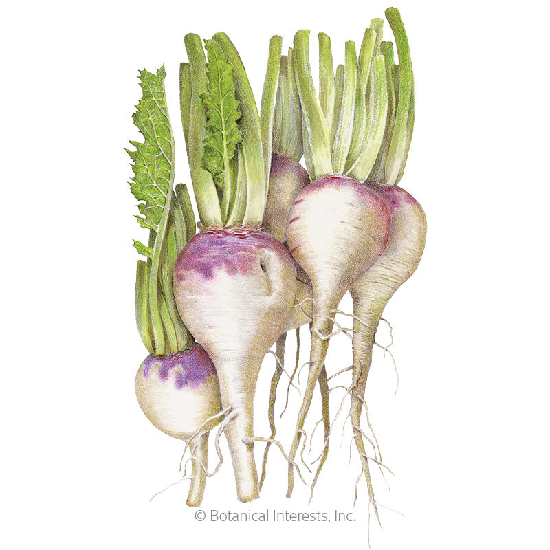 Illustration of harvested Purple Top White Globe turnips, showing round white roots with deep purple-blushed crowns, trailing thin roots, and tall green leafy tops, against a white background.