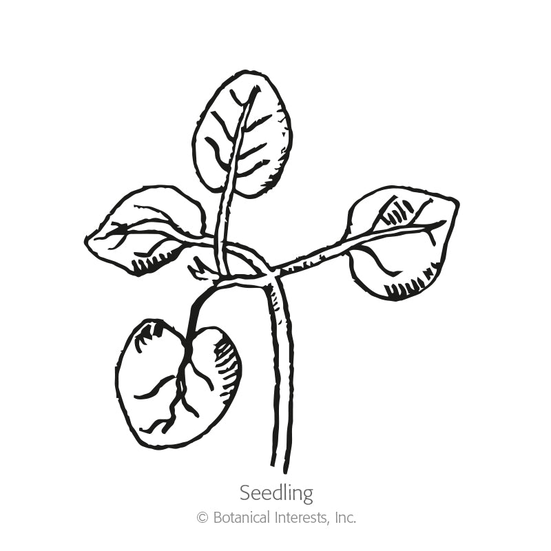 Line drawing of a young snapdragon seedling with four rounded leaves branching from a slender stem, labeled "Seedling" beneath the illustration.