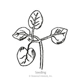 Line drawing of a young snapdragon seedling with four rounded leaves branching from a slender stem, labeled 