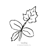Black and white line drawing of a young gourd seedling with two rounded cotyledon leaves and one jagged, lobed true leaf on a single stem, labelled 
