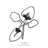 Line drawing of a young seedling with four rounded cotyledon leaves and fine root hairs, labeled 