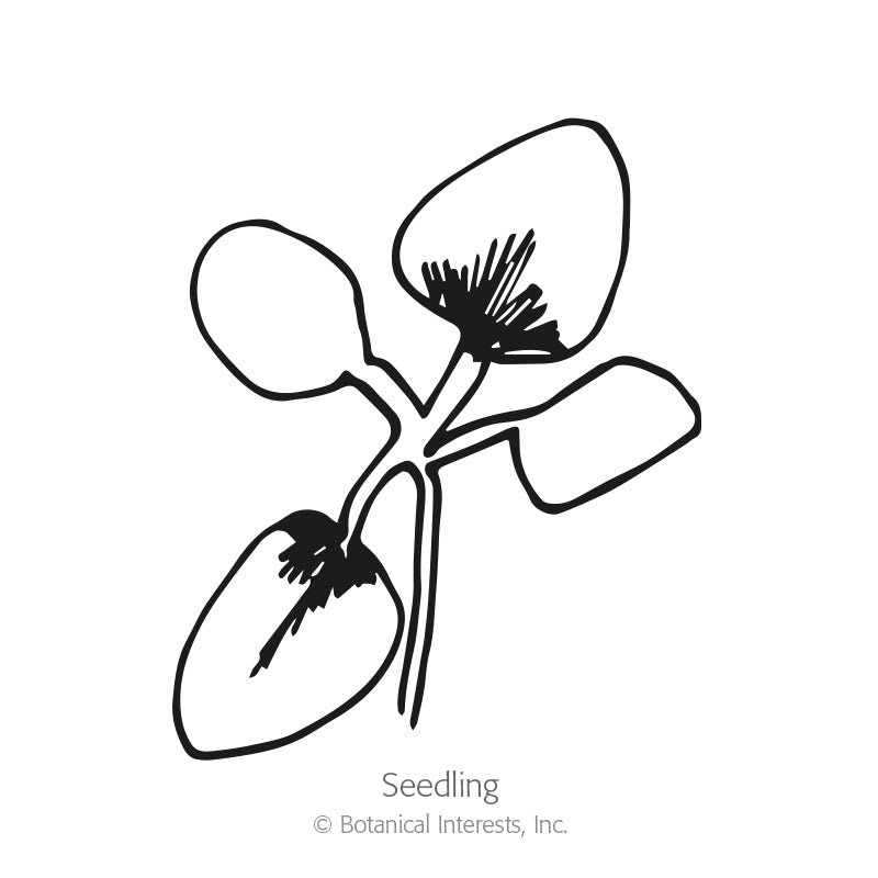 Line drawing of a young seedling with four rounded cotyledon leaves and fine root hairs, labeled 
