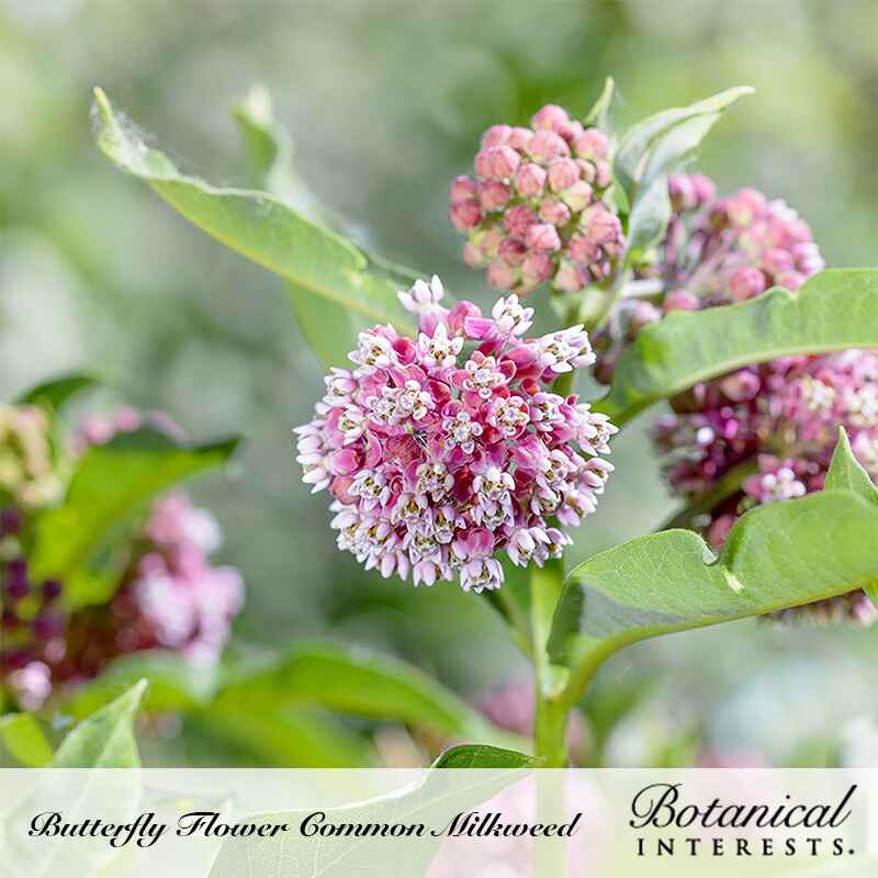 Close-up photo of pink and white common milkweed flowers blooming on green stems with leafy foliage in a garden, labeled 