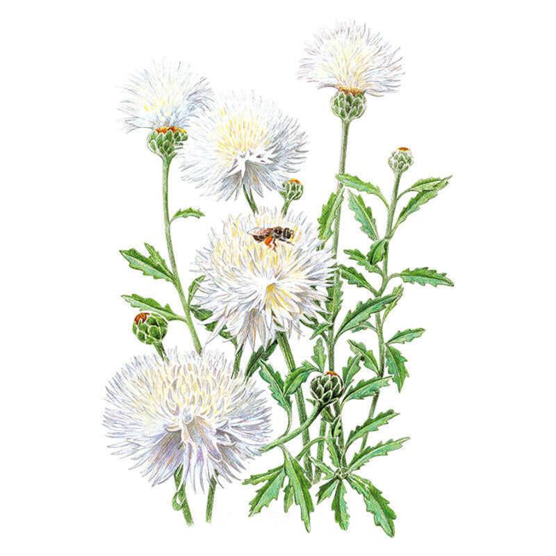 Botanical illustration of The Bride bachelor's button showing several fully double white shaggy-petalled blooms with pale yellow centres, unopened green buds, and toothed leaves along upright stems, with a bee visiting one flower.