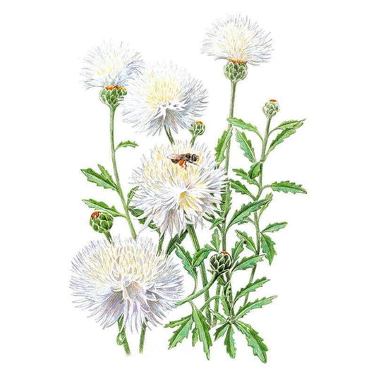 Botanical illustration of The Bride bachelor's button showing several fully double white shaggy-petalled blooms with pale yellow centres, unopened green buds, and toothed leaves along upright stems, with a bee visiting one flower.