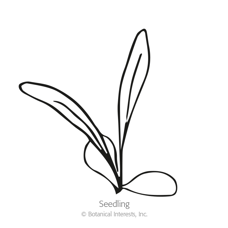Simple black-and-white line drawing of a young seedling with two rounded cotyledon leaves and two longer, narrow true leaves emerging upward, labeled "Seedling" beneath it.