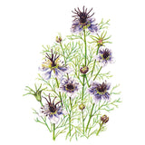 Botanical illustration of Love-in-a-Mist Delft Blue showing several pale lilac-blue flowers with dark maroon centres, unopened spiky buds, and finely feathery green foliage on a white background.