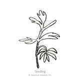 Black and white line drawing of a Love-in-a-Mist seedling, showing a slender upright stem with a few narrow, feathery leaflets branching off, labeled 
