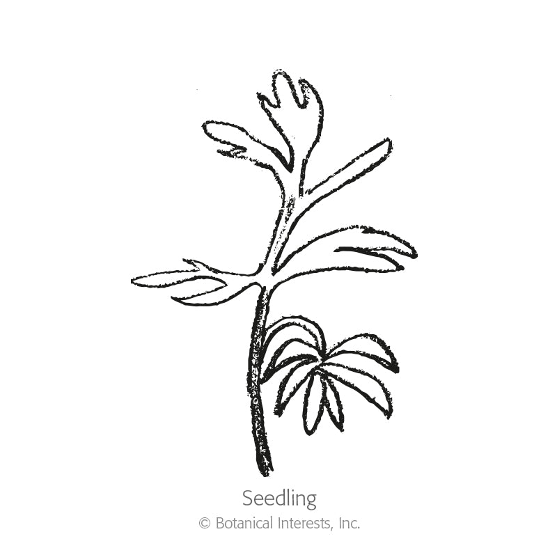 Black and white line drawing of a Love-in-a-Mist seedling, showing a slender upright stem with a few narrow, feathery leaflets branching off, labeled 