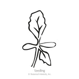 Black-and-white line drawing of a young seedling with two rounded oval cotyledons and one true jagged-edged leaf emerging above, labeled 