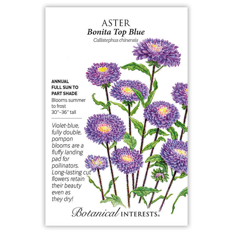 Botanical Interests seed packet for Bonita Top Blue Aster, illustrated with tall stems of fully double violet-blue pompon blooms with yellow centers, alongside text noting it's a full sun to part shade annual, 30–36 inches tall, blooming summer to frost, prized as long-lasting cut flowers.