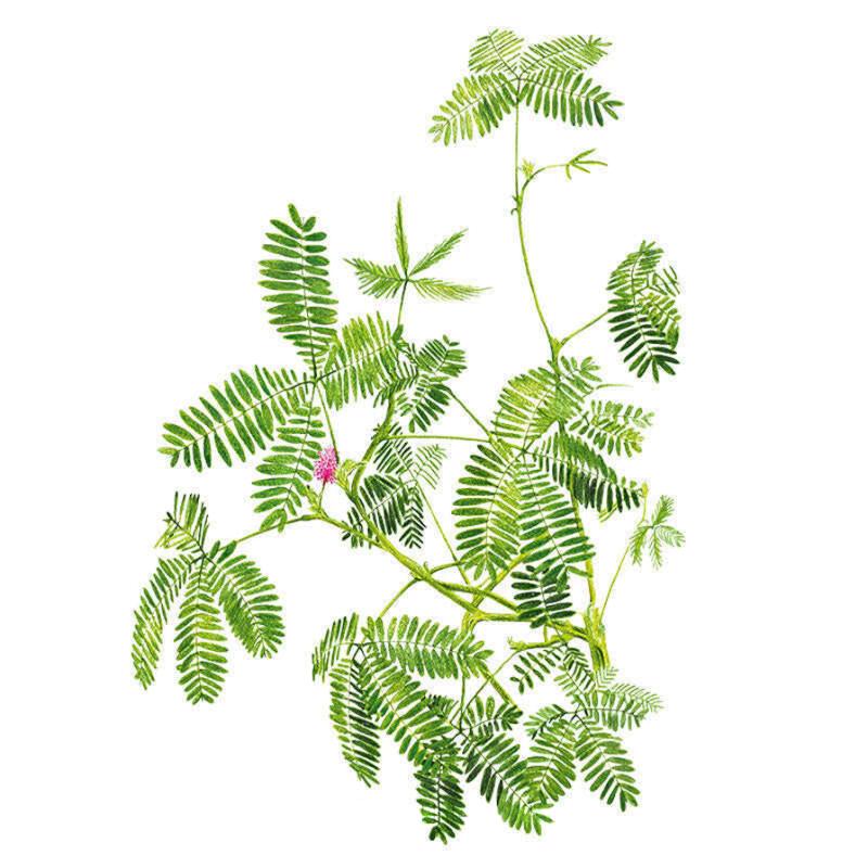 Botanical illustration of a sensitive plant showing delicate, fern-like fernlike leaflets on trailing green stems with a single small pink fluffy flower cluster, set against a plain white background.