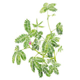 Botanical illustration of a sensitive plant showing delicate, fern-like fernlike leaflets on trailing green stems with a single small pink fluffy flower cluster, set against a plain white background.