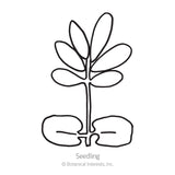 Simple black and white line drawing of a young seedling with a pair of rounded seed leaves at the base and a cluster of true leaves above, labelled 