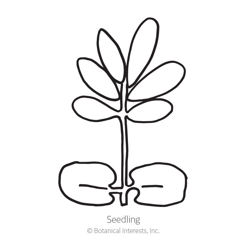 Simple black and white line drawing of a young seedling with a pair of rounded seed leaves at the base and a cluster of true leaves above, labelled 
